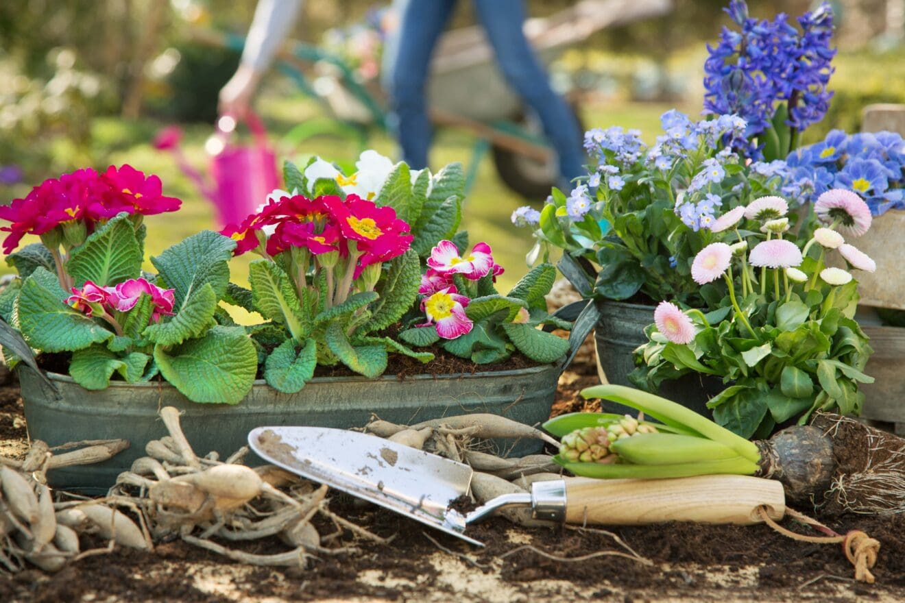 Gartenpflanzen online kaufen Test von Stiftung Warentest