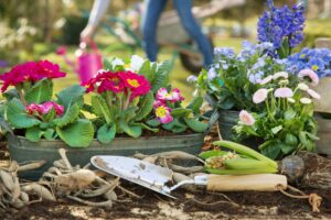 Gartenpflanzen online kaufen: Bester Pflanzenversand im Test von Stiftung Warentest ist Schlüter