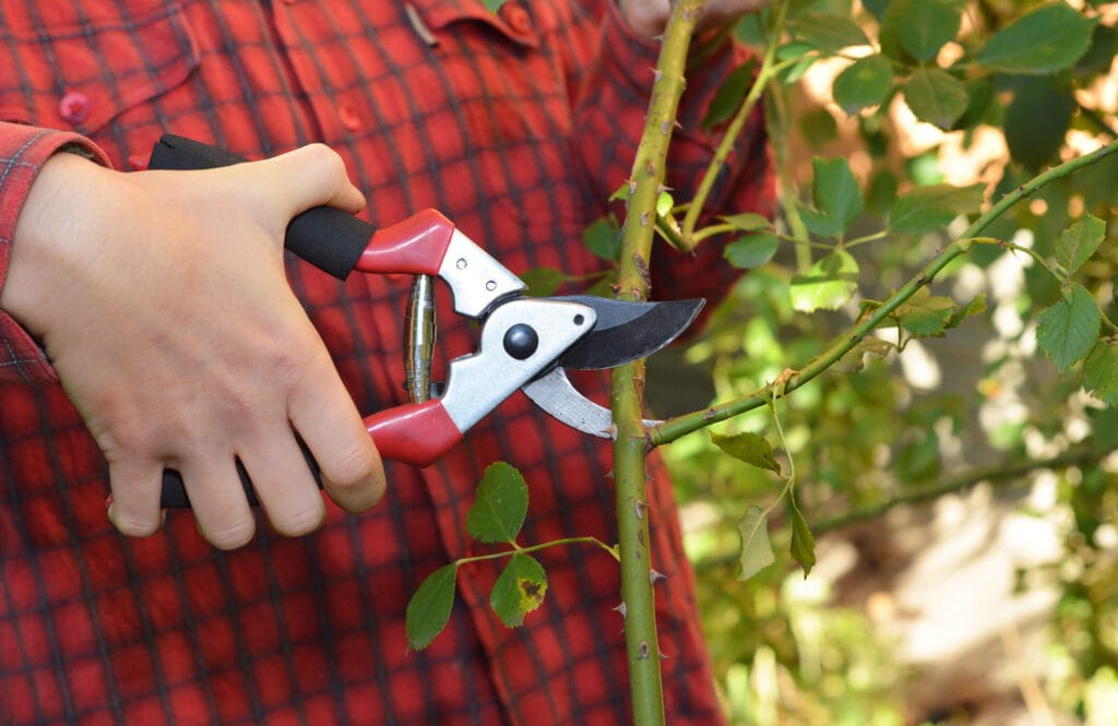 Gartenschere kaufen 🧡 Infos, Tipps und Testsieger 2023/2024