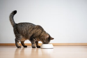Katzenfutter im Test: Diese Marken empfiehlt Stiftung Warentest