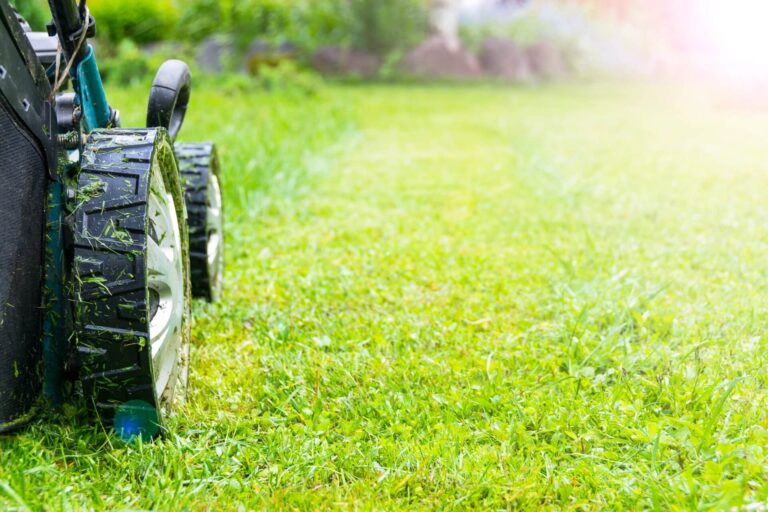 Rasenmäher-Roboter: Vergleich von fünf Modellen für kleine und große Gärten