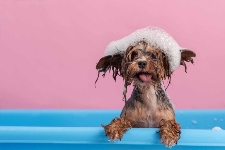 Hundeshampoo im Test 2026: Diese Shampoos empfiehlt ÖKO-TEST