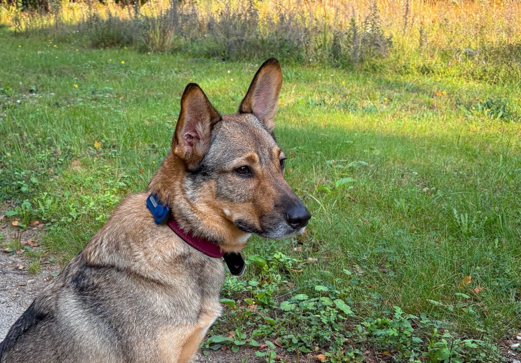 MOVA SureTrack GPS-Hundetracker im Test - Tester Baily
